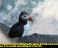 Puffin photo Iceland